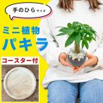 パキラ ミニ 観葉植物 ハイドロカルチャー 卓上 鉢植え おしゃれ インテリア 風水 開店祝い ギフト 育て方説明書 シンプル スタイリッシュ 北欧 モダンデザイン