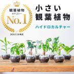 小さい観葉植物本物珍形ガジュマルマドカズラポトスエンジョイナギサンスベリア...