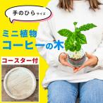 コーヒーの木観葉植物本物ハイドロカルチャーおしゃれミニ開店祝い水耕栽培