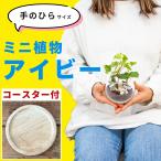 アイビーヘデラ小さい観葉植物本物ハイドロカルチャー邪気を払うミニ開店祝い水耕栽培