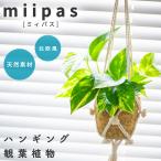  золотой pothos висячий корзина салон подвешивание ниже декоративное растение подлинный товар 3 номер грузоподъемность .. день рождения праздник подарок подарок 