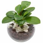 ペペロミア小さい観葉植物本物ハイドロカルチャー丸い葉っぱミニ開店祝い水耕栽培
