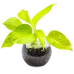 ポトスライムグリーン ハイドロカルチャー 観葉植物 ミニ 本物 小さい 卓上 インテリア 3号 玄関 トイレ