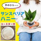 サンスベリア ハニー 空気清浄 マイナスイオンミニ 観葉植物 本物 ハイドロカルチャー 開店祝い 水耕栽培 サンセベリア【選べるコースター：丸木/蓮根】