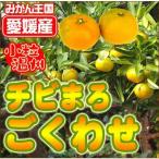 極早生チビマロみかん3kg×3箱　送料無料　訳あり
