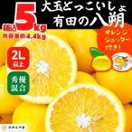 八朔 (はっさく) 大玉 どっこいしょ 箱込 5kg(内容量約4.4kg) 秀品 優品 混合 2Lサイズ以上 和歌山県産  産地直送【おまけ付き】【みかんの会】