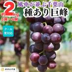 .. вид есть способ машина . средний . Chiba гора. ..2kg ( 3.~ 6.) Wakayama префектура производство прямая поставка от производителя прохладный рейс соответствует [ мандарин. .]