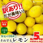 レモン 国産 訳あり 箱込 5kg ( 内容量 4.4kg )サイズミックス 和歌山県産 産地直送 【みかんの会】