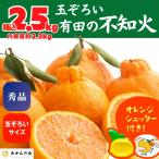 ショッピングデコポン 不知火 (しらぬい)  箱込 2.5kg (内容量2.3kg)  玉ぞろい 秀品 和歌山県産 産地直送 2026年2月下旬より出荷【みかんの会】
