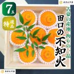 古豪の産地 田口の不知火 (しらぬい) 7玉 木箱入 特選品 贈答用 数量限定 和歌山県産 産地直送 【みかんの会】