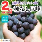 .. вид нет утро .. Arita .... ..2kg(3~6.) Wakayama префектура производство прямая поставка от производителя прохладный рейс соответствует [ мандарин. .]