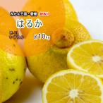 はるか 訳あり みかん 箱買い 愛媛県産 送料無料 約10ｋｇ Sから3Ｌ 希少柑橘 キズ多め
