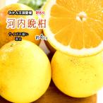 河内晩柑 訳あり 愛媛県産 和製グレープフルーツ ジューシーオレンジ サイズ混合 不揃い 4kg 送料無料 セール