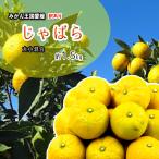 じゃばら 箱買い 邪払 ジャバラ 奇跡の柑橘 1.5ｋｇ 愛媛県産 送料無料