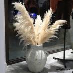 ドライフラワー花材ビッグテールリードパパスグラス穂パパス系ドライフラワースワッグブーケふわふわ花パパスグラス