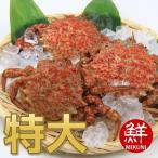 春の味覚！(4月25日頃から順次発送) 青森産トゲクリガニ (特大サイズ)：メス３杯