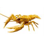 自由研究24EX-5 いきもの編 アメリカザリガニ 特別仕様  ゴールド　フジミ  プラモデル