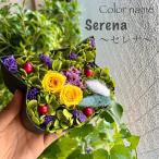 ko....Serena Serena консервированный цветок оригинал кошка type цветок box шт .. подарок 