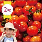  сельское хозяйство . прямая поставка мини помидоры [. клей ](2kg) сахар раз 7~8 свежий .. длина Tokushima производство Petit Toma to кислота тест ..72-197RZ сахар раз 