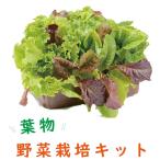 子どもも簡単にできる！家庭菜園水耕...