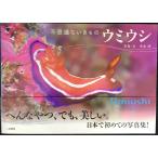 ウミウシ?不思議ないきもの