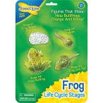 Life Cycle StagesFrog 品