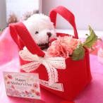 フェルトバック　マジカルウォーター　アレンジ　母の日　インテリア　ギフト　誕生日　お祝い　先方様への直送OK　576