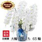 胡蝶蘭　白大輪　５本立ち　６５輪以上(つぼみ込み)（一部地域配送不可）