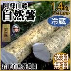 自然薯 熊本 阿蘇 敬老の日　2022　ギフト 山芋 1.4kg お得サイズ 縁起物 山菜の王者　岩下自然薯農園【冷蔵】＜毎週火曜と土曜の発送＞