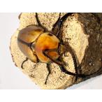 ショッピングペア ゴロファポルテリ75ミリペア