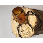 ショッピングペア ゴロファポルテリ91ミリペア