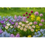 【2025年産 秋植え球根】植えっぱなしOK 春の花壇まる