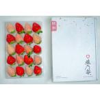 【送料無料】~お歳暮先行予約 １２月から順次発送~ 熊本産 雅乃苺 赤イチゴ 淡雪 紅白セット-250g/出産祝い/内祝い/熨斗/高級いちご/贈答用/お歳暮