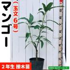  манго рассада [ шар документ 6 номер ] контактный дерево рассада 2 год сырой 21cm pot . obi фруктовое дерево рассада 