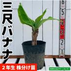  три сяку banana рассада АО разделение рассада 2 год сырой 21cm pot . obi фруктовое дерево рассада 