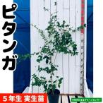 pi язык ga рассада реальный сырой рассада 5 год сырой 18~21cm pot . obi фруктовое дерево рассада 