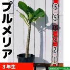  плюмерия 12~15cm pot . obi Hanaki 