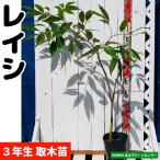  Ray si(laichi) рассада [ шар груз .] брать дерево рассада 3 год сырой 18~21cm pot . obi фруктовое дерево рассада 