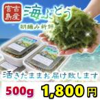 宮古島産（生）海ぶどう 500ｇ　茎つき（250ｇ×２パック）タレ4袋付