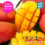  манго . старый остров производство Okinawa примерно 1kg 2~3 шар включая доставку прямая поставка от производителя 6 месяц последняя декада .. последовательный отправка 