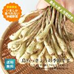  сейчас только 100g больше количество средний остров rakkyou 200g утро .. этого года остров rakkyou. ... начало сделал 