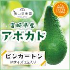 [ предварительный заказ распродажа 2026 год 11 месяц отправка ] Miyazaki производство авокадо [ булавка картон ]M размер (250g~299g)×2 шар упаковка ввод местного производства авокадо местного производства фрукты фрукты подарок 