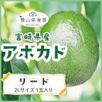 [3 месяц средний . примерно .. последовательный отправка ][ бесплатная доставка ] Miyazaki производство авокадо [ Lead ]2L размер (350g~399g)×1 шар ввод [ местного производства авокадо ][ местного производства фрукты ][ фрукты подарок ]