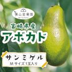 【10月下旬より順次発送】【送料無料】宮崎産アボカド「サンミゲル」Mサイズ(250g~299g)×1玉パック入り 【国産アボカド】【国産フルーツ】【ギフト】