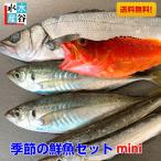 お試し価格！季節の鮮魚セットミニ　海鮮　天然魚　送料無料　三重県