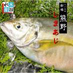 お刺身に！　熊野しまあじ　シマア