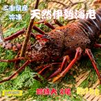 伊勢海老がお得！お刺身用冷凍伊勢海老【特特大】2尾入（約1.0ｋｇ）送料無料　三重県産　イセエビ　伊勢エビ　お刺身用　天然　ご贈答　お歳暮
