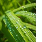 P5�� �쥤��ɥ��åס��ե쥰��󥹡�30ml ���ꥭ���ɥ� ������ ������ ���� ������ ��Ť��� ������ ���� ���� ���� �Ǻ� ����