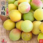 長野県産 特別栽培 青梅4kg【梅干し用・梅ジャム用】M〜2Lサイズ混合【送料無料・クール冷蔵便発送・代金引換OK】