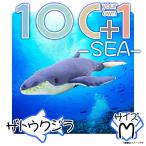ぬいぐるみ 特大 ザトウクジラ SM211 1698 100+1 SEA 海に暮らす生き物たち Mサイズ 太洋産業貿易   ラッピング不可